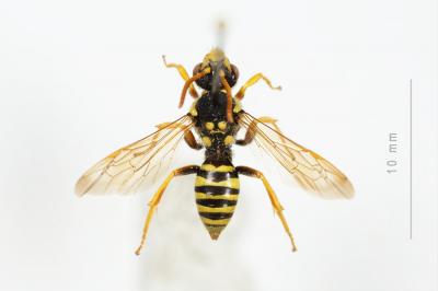  Nomada goodeniana (Kirby, 1802)