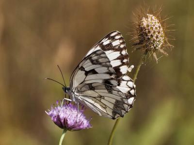 Echiquier ibérique (L'), Échiquier d'Ibérie (L') Melanargia lachesis (Hübner, 1790)