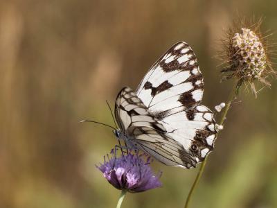 Echiquier ibérique (L'), Échiquier d'Ibérie (L') Melanargia lachesis (Hübner, 1790)