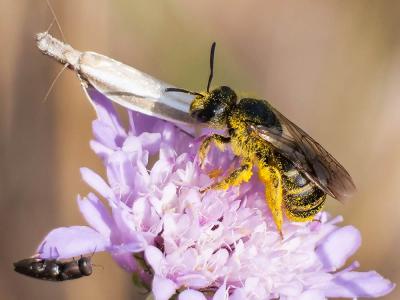  Pleurota aristella (Linnaeus, 1767)