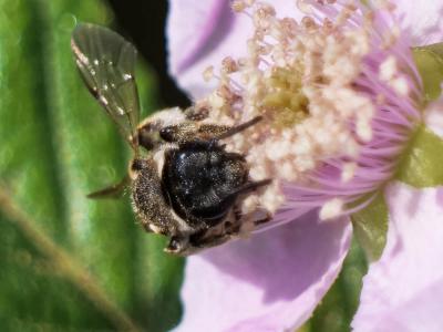  Nomiapis diversipes (Latreille, 1806)