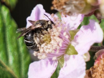  Nomiapis diversipes (Latreille, 1806)