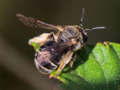  Nomiapis diversipes (Latreille, 1806)