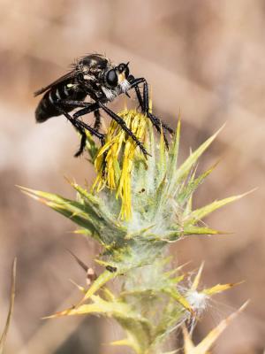  Dasypogon diadema (Fabricius, 1781)