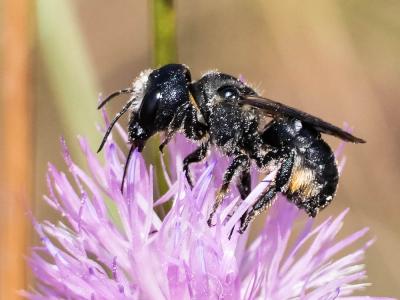  Osmia dimidiata Morawitz, 1870