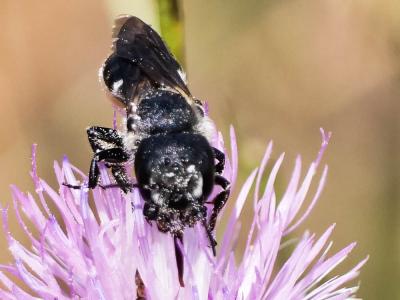  Osmia dimidiata Morawitz, 1870