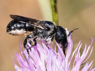  Osmia dimidiata Morawitz, 1870