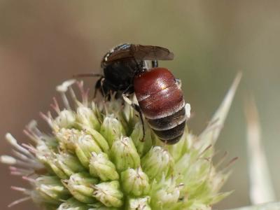  Hylaeus variegatus (Fabricius, 1798)