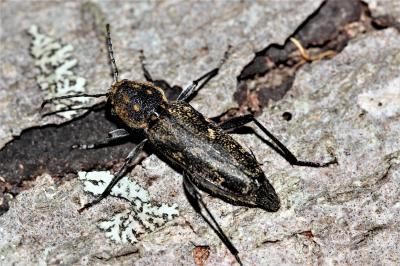 Clyte rustique Rusticoclytus rusticus (Linnaeus, 1758)