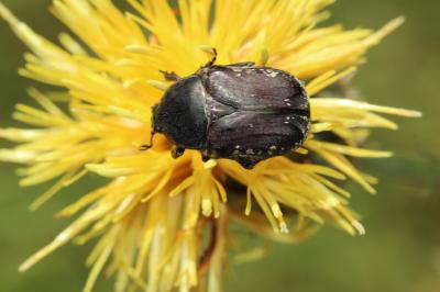 Cétoine oblongue Netocia oblonga (Gory & Percheron, 1833)