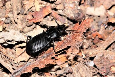  Abax parallelepipedus (Piller & Mitterpacher, 1783)