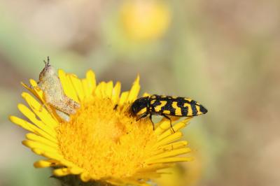  Acmaeodera quadrifasciata quadrifasciata (Rossi, 1790)