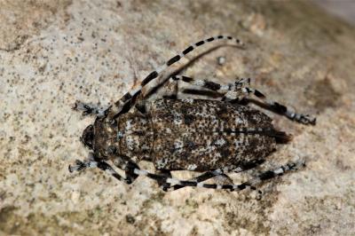 Acanthodère à fémurs renflés Aegomorphus clavipes (Schrank, 1781)