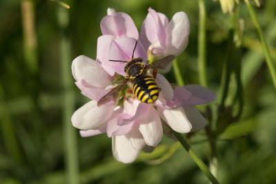  Anthidium oblongatum (Illiger, 1806)