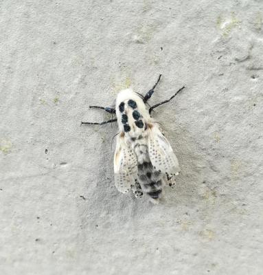 Zeuzère du Marronnier (La), Coquette (La), Zeuzère Zeuzera pyrina (Linnaeus, 1760)