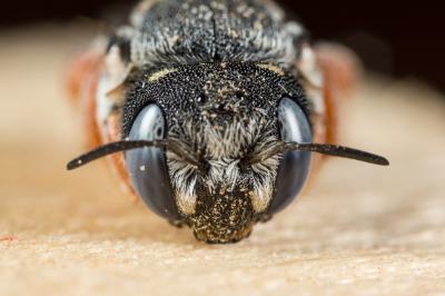  Pseudoanthidium reticulatum (Mocsáry, 1884)