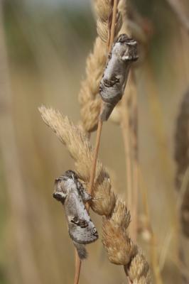 Cossus-touret (Le), Cossus de l'Asperge (Le) Parahypopta caestrum (Hübner, 1808)