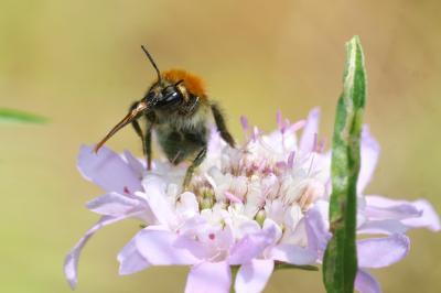 Bourdon des champs Bombus pascuorum (Scopoli, 1763)