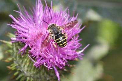  Anthidium diadema Latreille, 1809