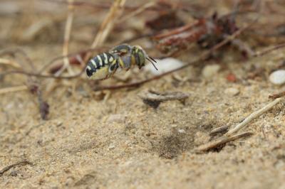  Anthidium diadema Latreille, 1809