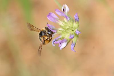  Melitturga clavicornis (Latreille, 1806)