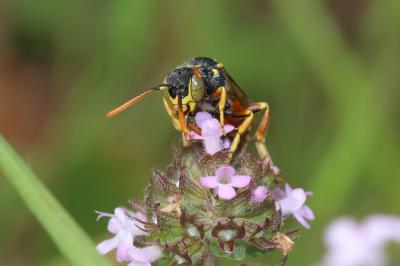  Nomada basalis Herrich-Schäffer, 1839