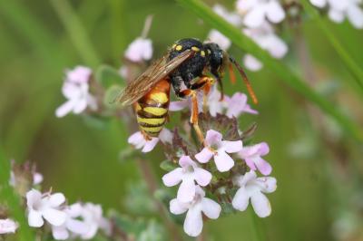  Nomada basalis Herrich-Schäffer, 1839