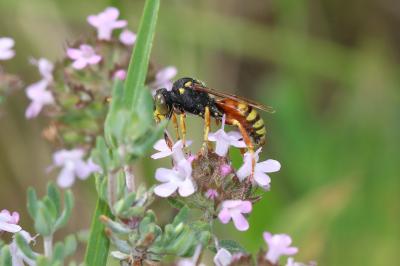  Nomada basalis Herrich-Schäffer, 1839