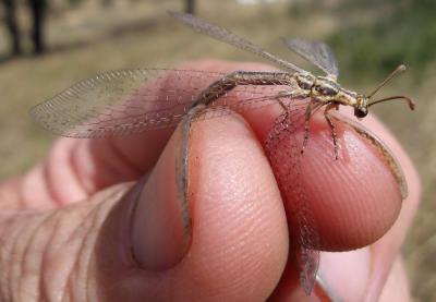  Macronemurus appendiculatus (Latreille, 1807)