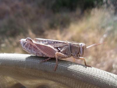 Caloptène occitan Calliptamus wattenwylianus (Pantel, 1896)