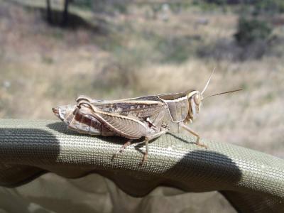 Caloptène occitan Calliptamus wattenwylianus (Pantel, 1896)