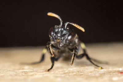  Hylaeus cornutus Curtis, 1831