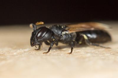  Hylaeus cornutus Curtis, 1831
