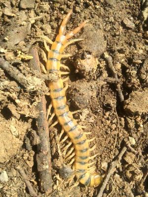  Scolopendra cingulata Latreille, 1789