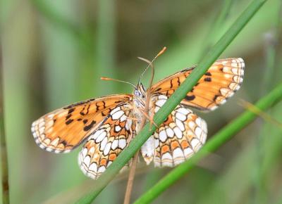 Mélitée du Mélampyre (La), Damier Athalie (Le) Melitaea athalia (Rottemburg, 1775)