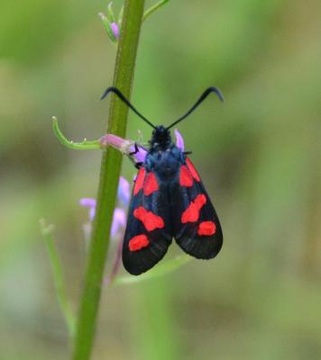 Zygène des prés (La), Zygène des Cornettes (La) Zygaena trifolii (Esper, 1783)