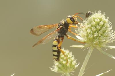  Cerceris tuberculata (Villers, 1787)