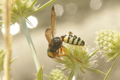  Cerceris tuberculata (Villers, 1787)