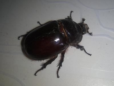 Scarabée rhinocéros européen, Rhinocéros Oryctes nasicornis (Linnaeus, 1758)