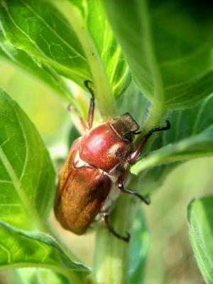  Anoxia villosa (Fabricius, 1782)