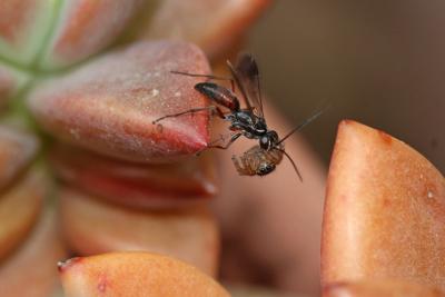 Agenioideus nubecula (Costa, 1874)