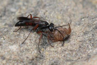  Agenioideus nubecula (Costa, 1874)