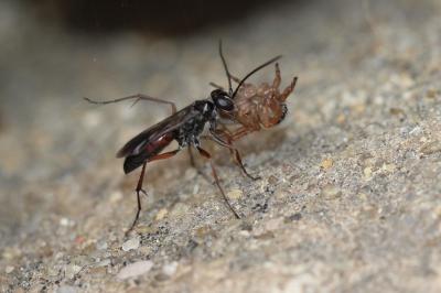  Agenioideus nubecula (Costa, 1874)