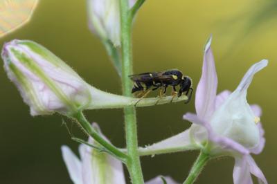  Alastor atropos Lepeletier, 1841