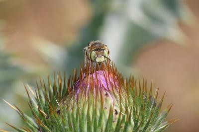  Anthidium diadema Latreille, 1809