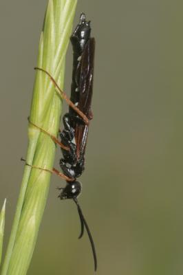  Phylloecus Newman, 1838