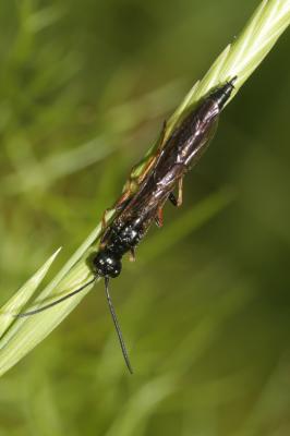  Phylloecus Newman, 1838