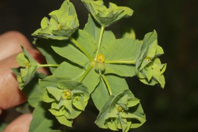Euphorbe hirsute Euphorbia hirsuta L., 1759