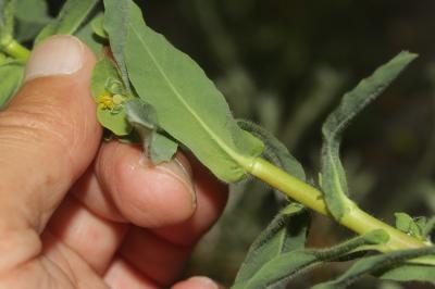 Euphorbe hirsute Euphorbia hirsuta L., 1759