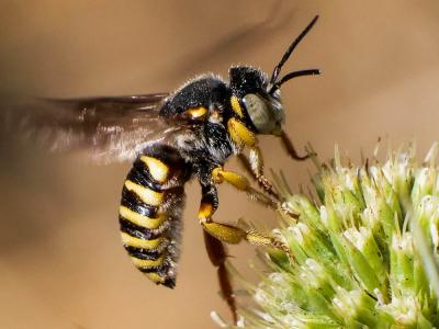  Icteranthidium grohmanni (Spinola, 1838)